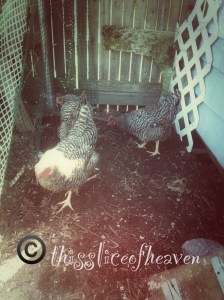 egg makers or dinner?